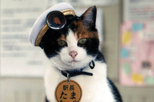 mèo Tama trưởng ga Kishi
