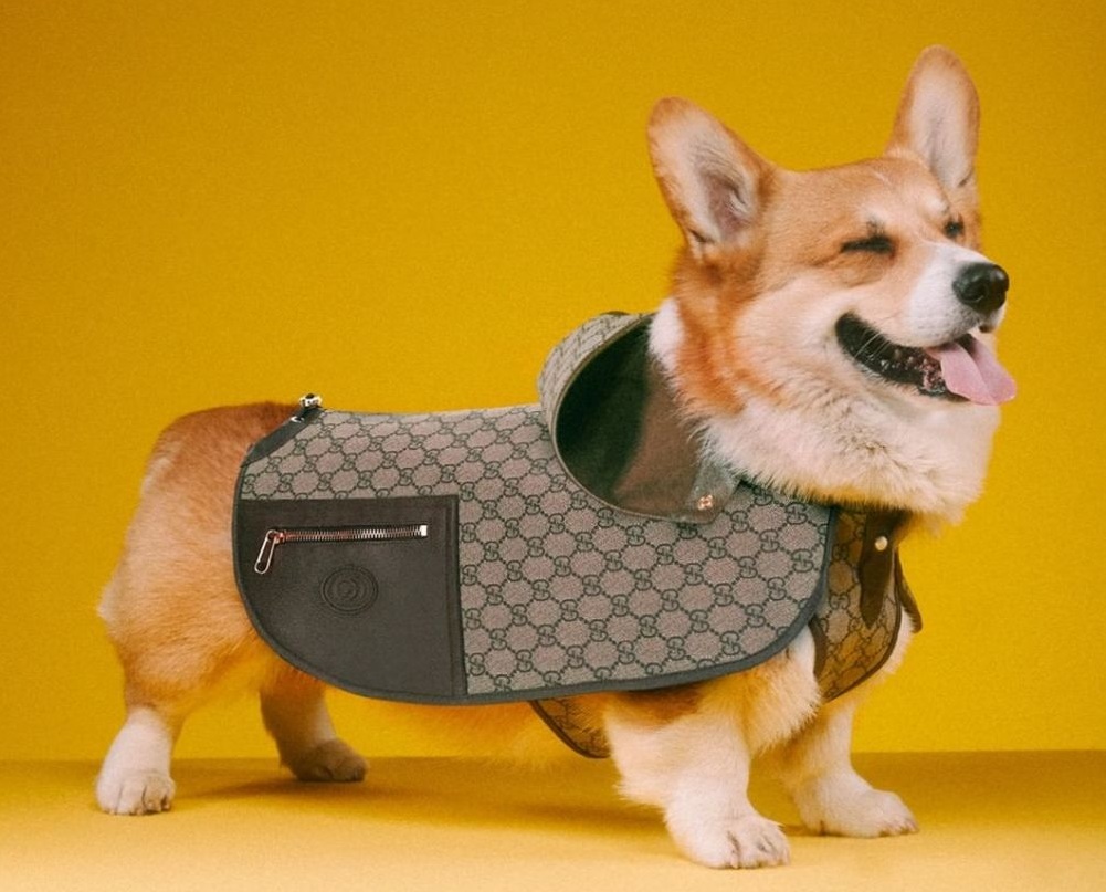 Gucci ra mắt thời trang cho thú cưng