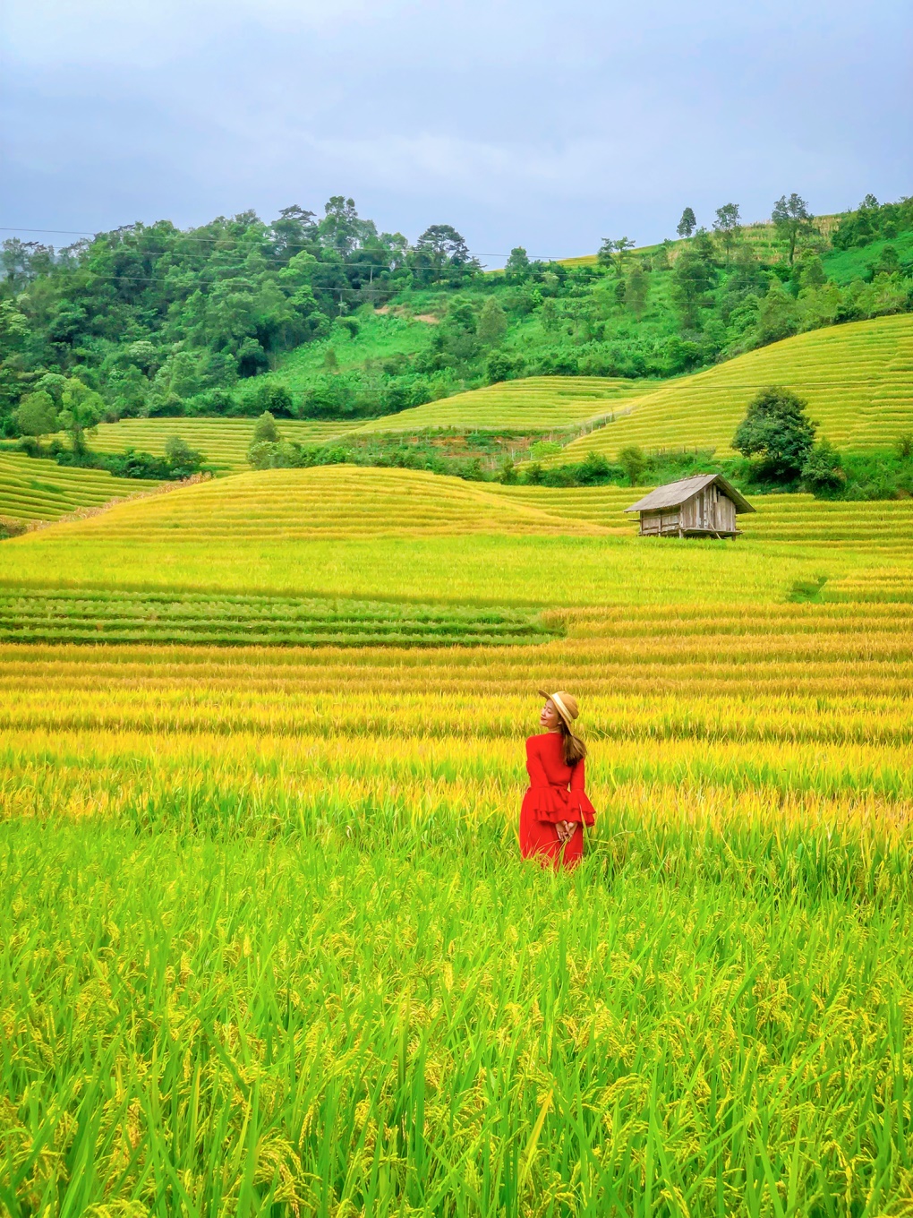 Nậm Cang, Sa Pa, săn lúa chín