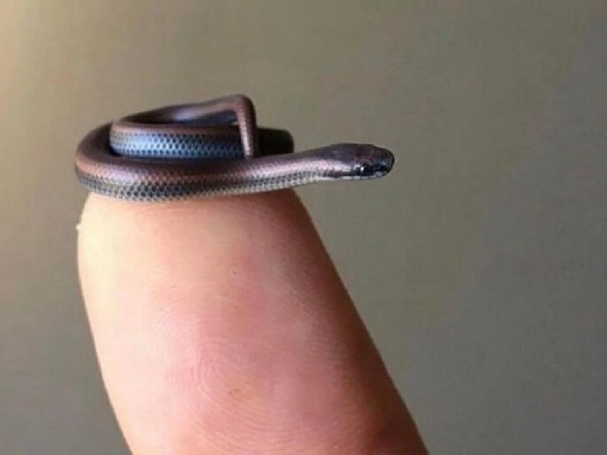 Khám phá loài rắn nhỏ nhất thế giới cuộn tròn chỉ bằng đồng xu