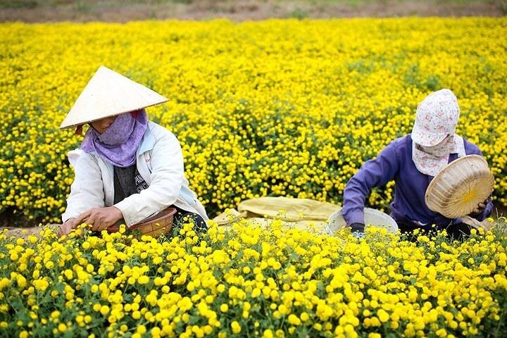 Hoa cúc vàng, hạt giống hoa cúc vàng