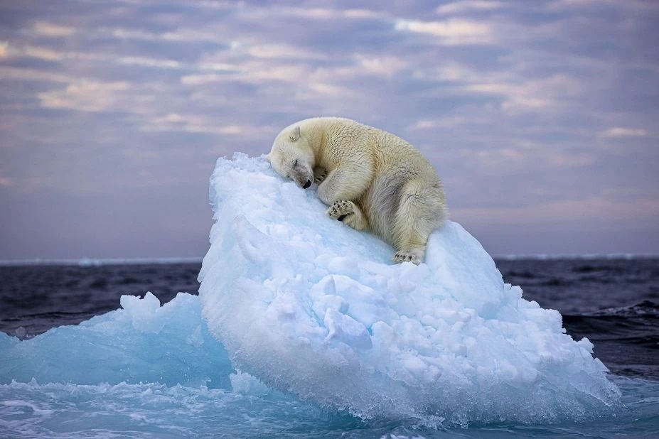 Bức ảnh "Giường Băng", Wildlife Photographer of the Year, Nima Sarikhani, Gấu Bắc Cực, Biến đổi khí hậu, Bảo vệ môi trường, Bảo tàng Lịch sử Tự nhiên London, Nhiếp ảnh gia động vật hoang dã, Cuộc thi ảnh, Băng tan, Môi trường sống, Nóng lên toàn cầu