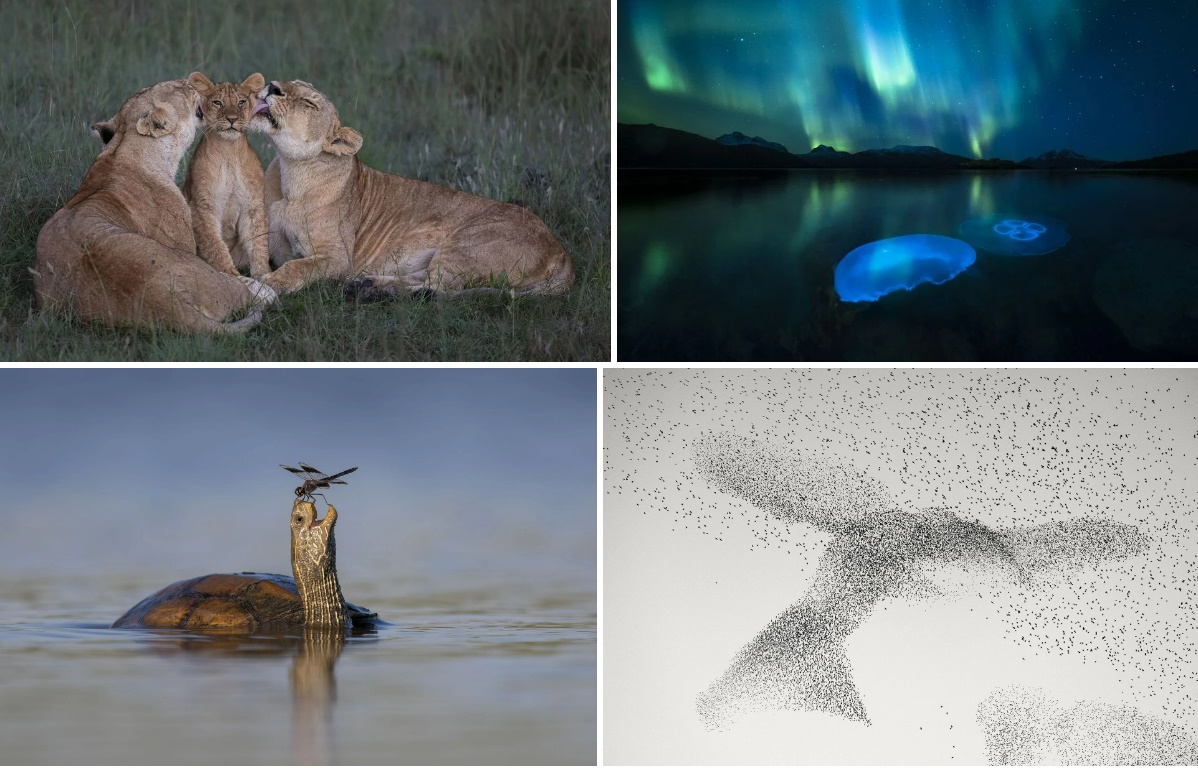 Bức ảnh "Giường Băng", Wildlife Photographer of the Year, Nima Sarikhani, Gấu Bắc Cực, Biến đổi khí hậu, Bảo vệ môi trường, Bảo tàng Lịch sử Tự nhiên London, Nhiếp ảnh gia động vật hoang dã, Cuộc thi ảnh, Băng tan, Môi trường sống, Nóng lên toàn cầu