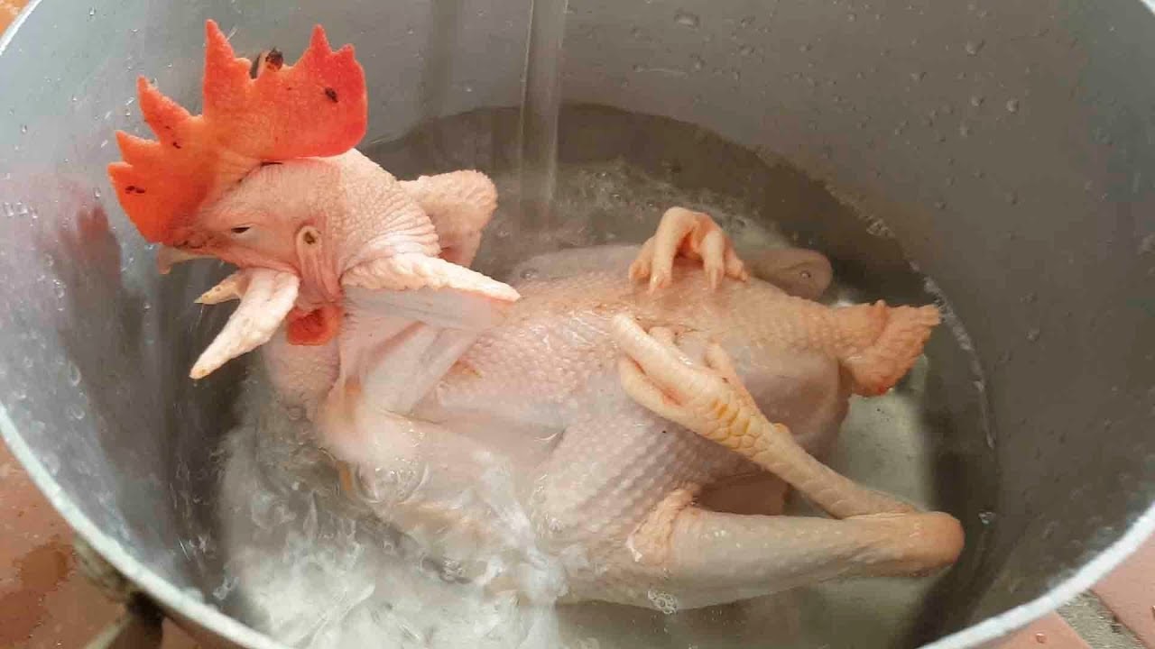 Gà cúng, Cách đặt gà cúng, Hướng đặt gà cúng, Gà cúng Giao thừa, Gà cúng trên ban thờ, Bí quyết chọn gà cúng, Cách làm gà cúng đẹp, Mâm cỗ cúng gia tiên, Lễ cúng gia tiên, Ý nghĩa gà cúng