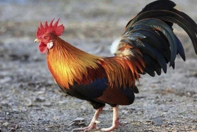 Gà cúng, Cách đặt gà cúng, Hướng đặt gà cúng, Gà cúng Giao thừa, Gà cúng trên ban thờ, Bí quyết chọn gà cúng, Cách làm gà cúng đẹp, Mâm cỗ cúng gia tiên, Lễ cúng gia tiên, Ý nghĩa gà cúng