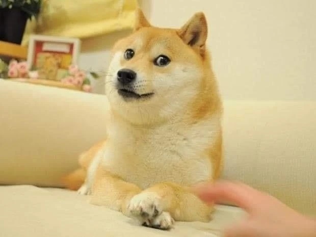 Chó Shiba Inu, meme Doge