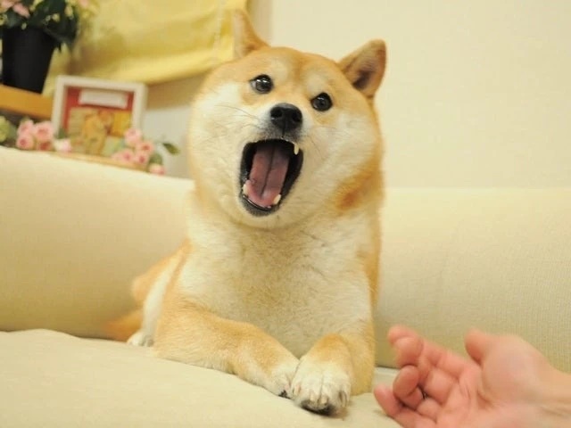 Chó Shiba Inu, meme Doge