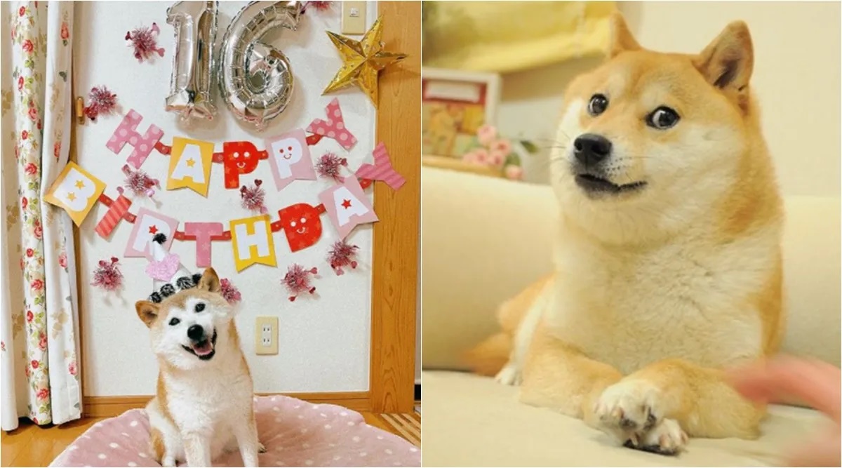 Chó Shiba Inu, meme Doge