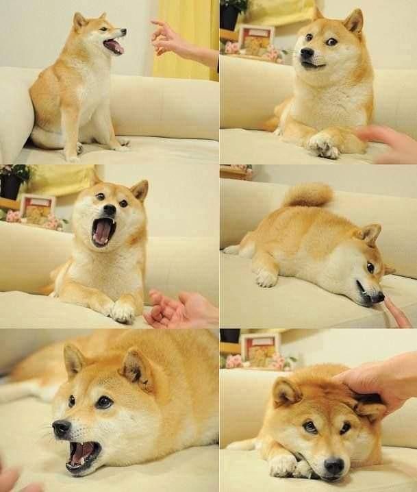 Chó Shiba Inu, meme Doge