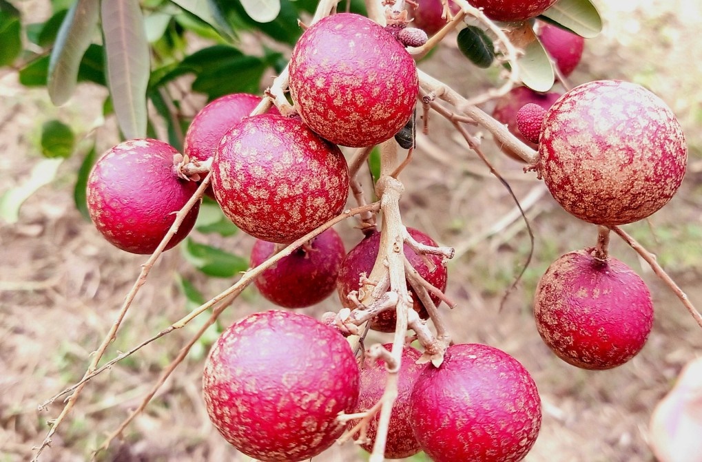 Giá nhãn tím, Giá nhãn xuồng tím