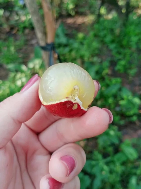 Giá nhãn tím, Giá nhãn xuồng tím
