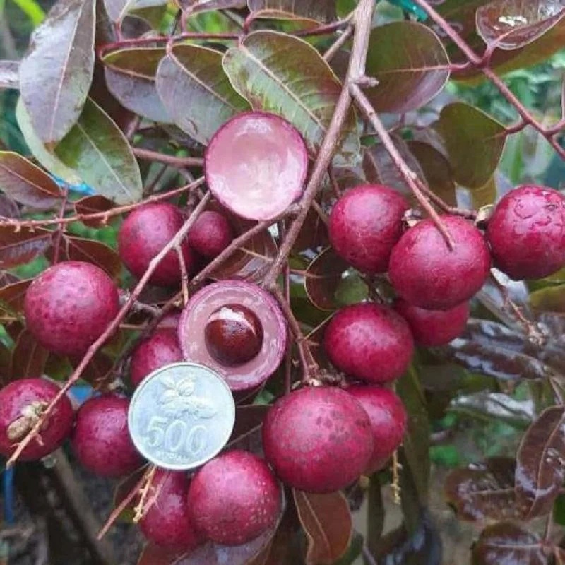 Giá nhãn tím, Giá nhãn xuồng tím