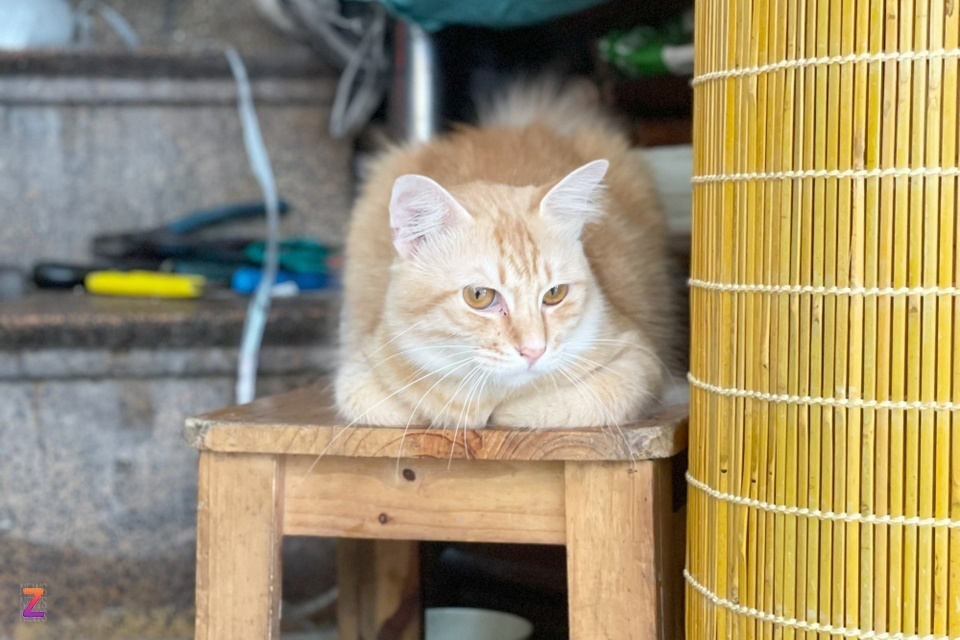 Mèo cam tên Chuối, Mèo Chuối