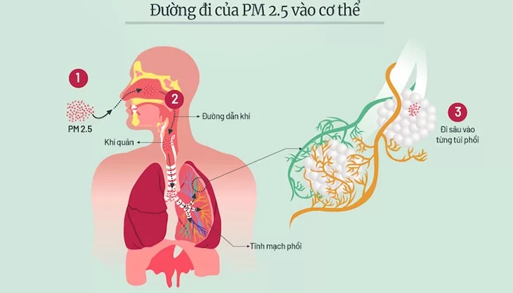 Hít bụi mịn quá nhiều, Hít bụi mịn thường xuyên