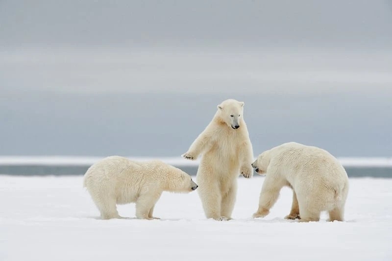 Ảnh động vật hoang dã hài hước, Nikon Comedy Wildlife Awards 2024, Ảnh động vật hài hước