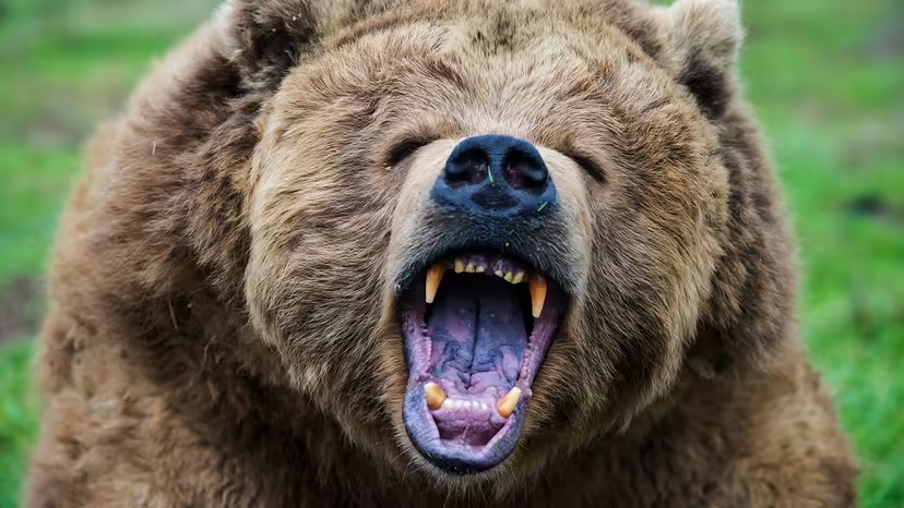Gorilla vs gấu xám, so sánh sức mạnh Gorilla và gấu, lực cắn Gorilla, gấu xám mạnh cỡ nào, trận chiến giả tưởng động vật, Gorilla thông minh