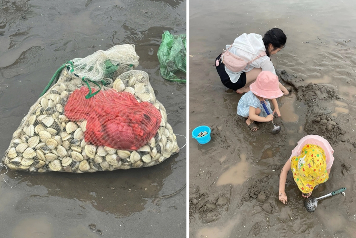 Cào ngao Cát Hải, du lịch Hải Phòng, bãi Hoàng Châu, nghỉ lễ 30/4 - 1/5, ngao biển