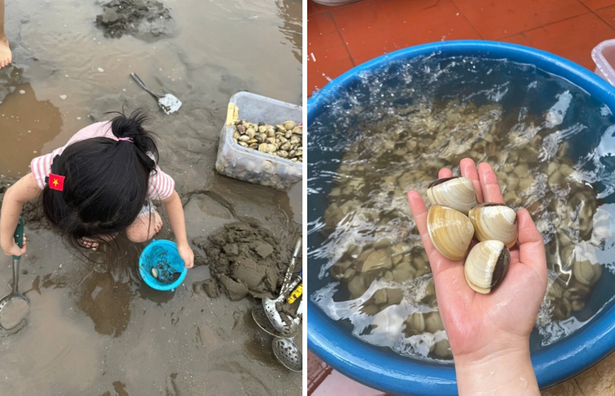 Cào ngao Cát Hải, du lịch Hải Phòng, bãi Hoàng Châu, nghỉ lễ 30/4 - 1/5, ngao biển
