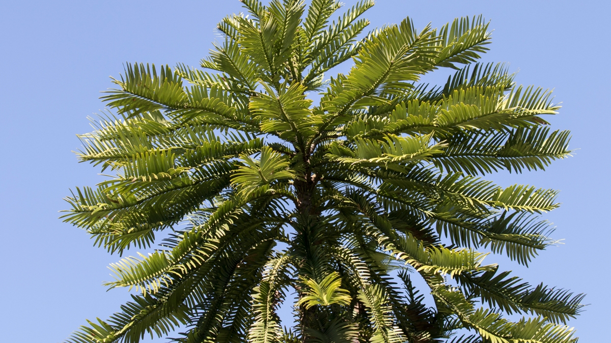 Cây khủng long, Wollemi pine, hóa thạch sống, khủng long, bảo tồn thực vật