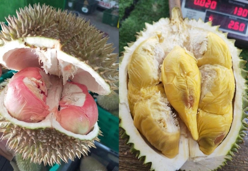 Sầu riêng Tupai King là gì, sầu riêng Tupai King, giá sầu riêng Tupai King, sầu riêng Malaysia