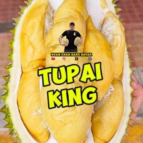 Sầu riêng Tupai King là gì, sầu riêng Tupai King, giá sầu riêng Tupai King, sầu riêng Malaysia