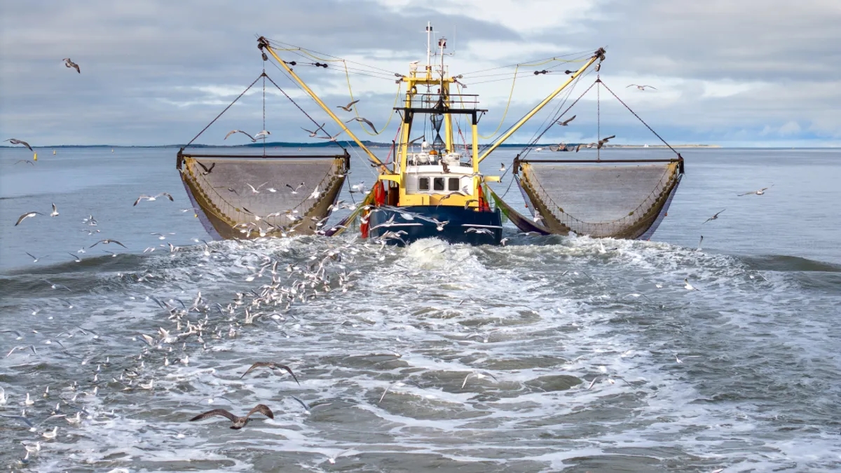 Trawling, tàu lưới kéo, David Attenborough, bảo vệ đại dương, OCEAN, hệ sinh thái biển