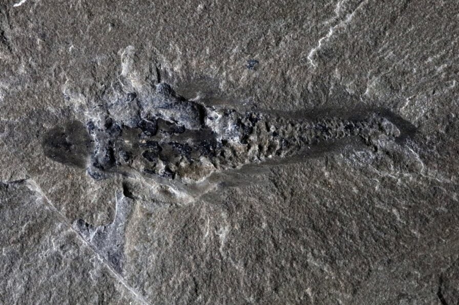 Hoá thạch Mosura, sinh vật thời Cambri, hoá thạch ba mắt, Burgess Shale, tiến hóa sớm, Mosura fentoni