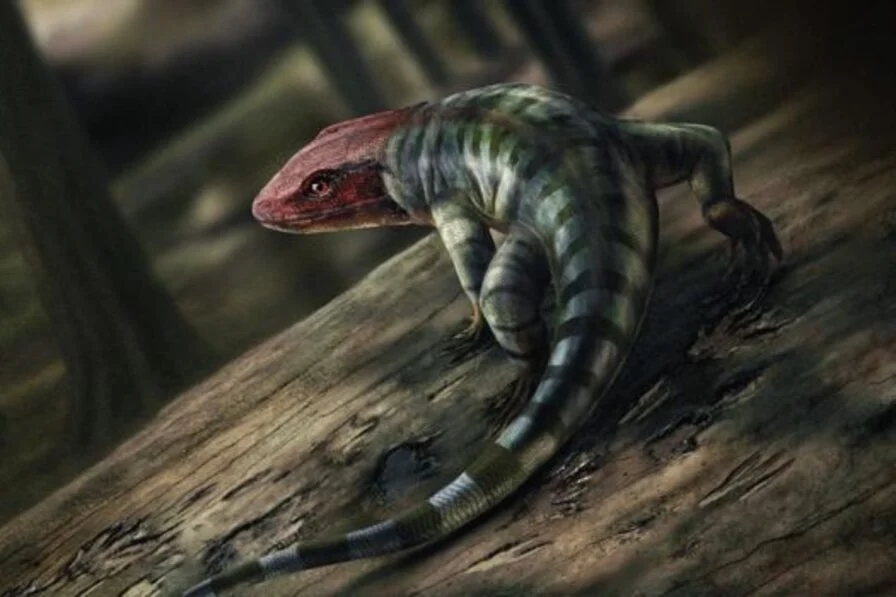 Dấu chân hóa thạch, bò sát cổ đại, tetrapod, tiến hóa, hóa thạch Australia, Tiktaalik