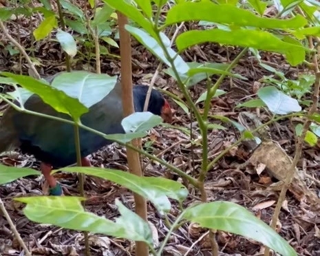 Chim takahē, tuatara, hóa thạch sống, động vật quý hiếm, Tiritiri Matangi