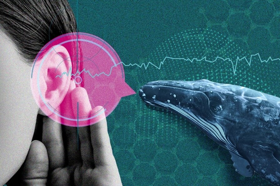 AI giải mã ngôn ngữ động vật, giao tiếp với động vật, công nghệ trí tuệ nhân tạo, nghiên cứu động vật, đạo đức công nghệ