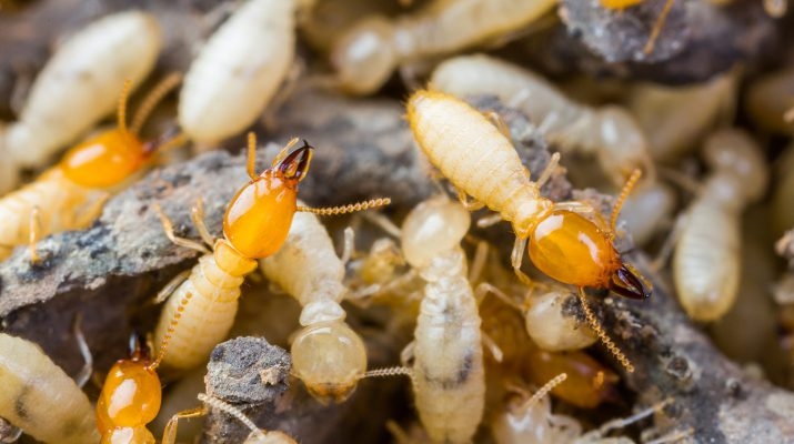 Loài mối, đặc điểm mối, vòng đời của mối, mối phá hoại, mối ngầm, mối gỗ khô