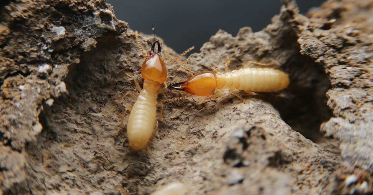 Loài mối, đặc điểm mối, vòng đời của mối, mối phá hoại, mối ngầm, mối gỗ khô