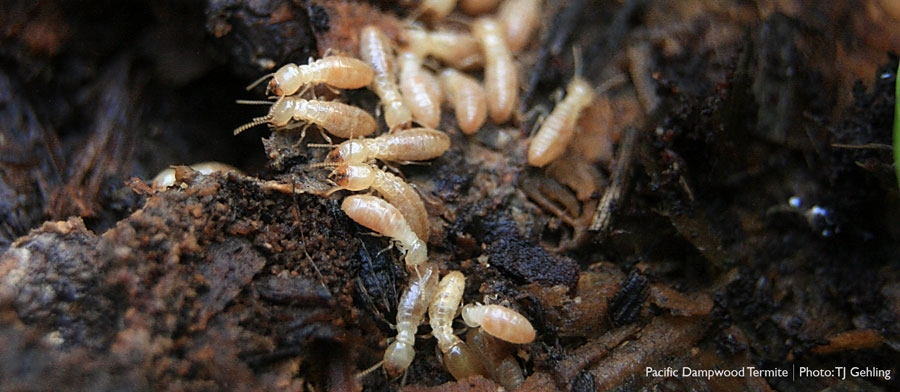 Loài mối, đặc điểm mối, vòng đời của mối, mối phá hoại, mối ngầm, mối gỗ khô