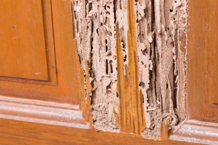 Loài mối, đặc điểm mối, vòng đời của mối, mối phá hoại, mối ngầm, mối gỗ khô