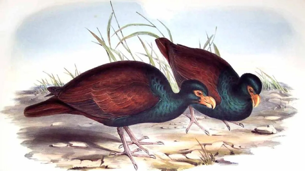 Chim manumea, Chim dodo nhỏ, chim bồ câu răng, công nghệ âm thanh, bảo tồn loài nguy cấp, Samoa