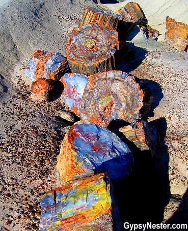 Gỗ hóa thạch, quá trình hóa thạch, Petrified Forest, cây thành đá