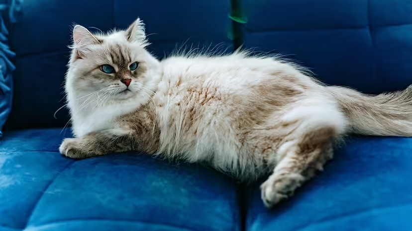 Mèo Siberi, mèo rừng Nga, đặc điểm mèo Siberi, tính cách mèo Siberi, mèo dị ứng thấp, chăm sóc mèo Siberi