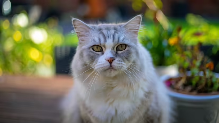 Mèo RagaMuffin, giống mèo thân thiện, mèo lông dài, mèo dễ nuôi