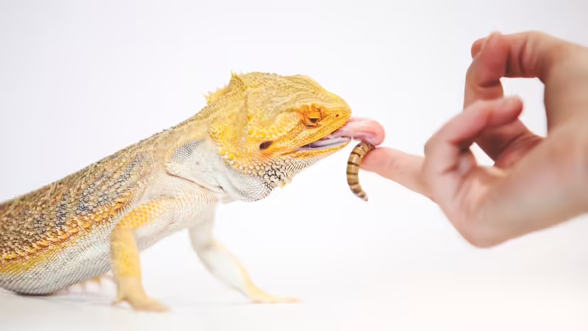Rồng râu, thú cưng, nuôi rồng râu, rồng râu ăn gì, rồng râu có cắn không