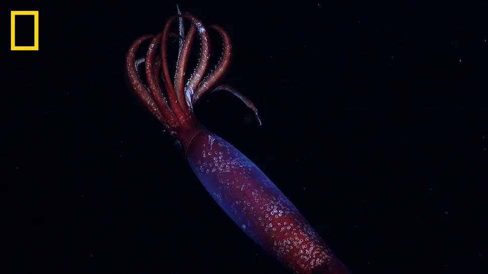Mực đỏ máu, mực Gonatus antarcticus, đáy biển Nam Cực, sinh vật biển sâu, video đầu tiên
