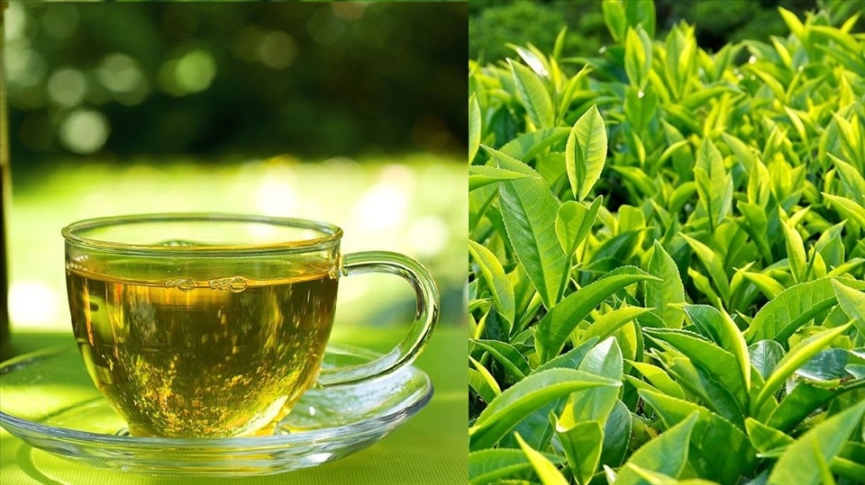 Gan nhiễm mỡ, đồ uống tốt cho gan, trà xanh, nước củ dền, nước chanh, giấm táo, cà phê đen