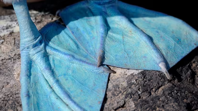 Chim chân xanh, blue-footed booby, chim biển Galápagos, điệu nhảy tán tỉnh chim, chim biển Nam Mỹ