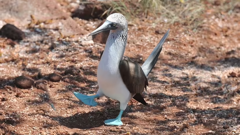 Chim chân xanh, blue-footed booby, chim biển Galápagos, điệu nhảy tán tỉnh chim, chim biển Nam Mỹ