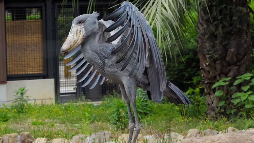 Shoebill Stork, chim Shoebill, chim kỳ lạ châu Phi, Balaeniceps rex
