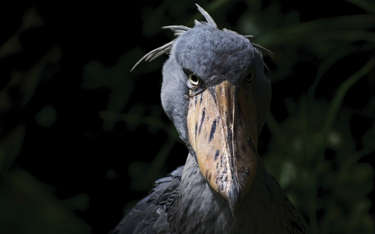 Shoebill Stork, chim Shoebill, chim kỳ lạ châu Phi, Balaeniceps rex