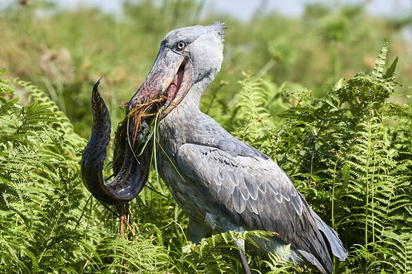 Shoebill Stork – Gã khổng lồ kỳ quái vùng đầm lầy châu Phi