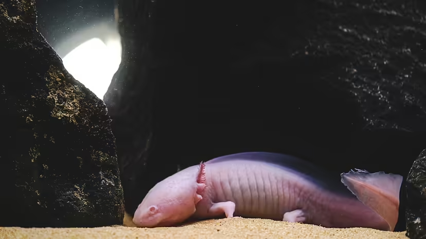 Axolotl, nuôi Axolotl, cách chăm sóc Axolotl, hồ nuôi Axolotl, nhiệt độ nuôi Axolotl, cho Axolotl ăn