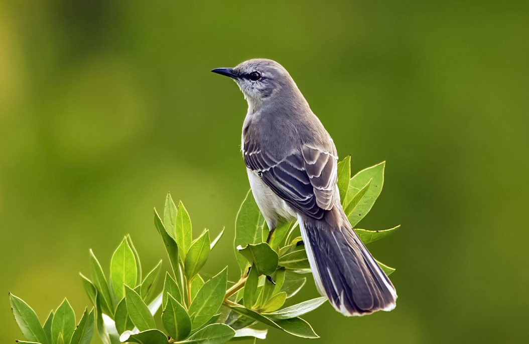 Chim nhại, Northern mockingbird, chim biết bắt chước, chim hót, chim Mỹ