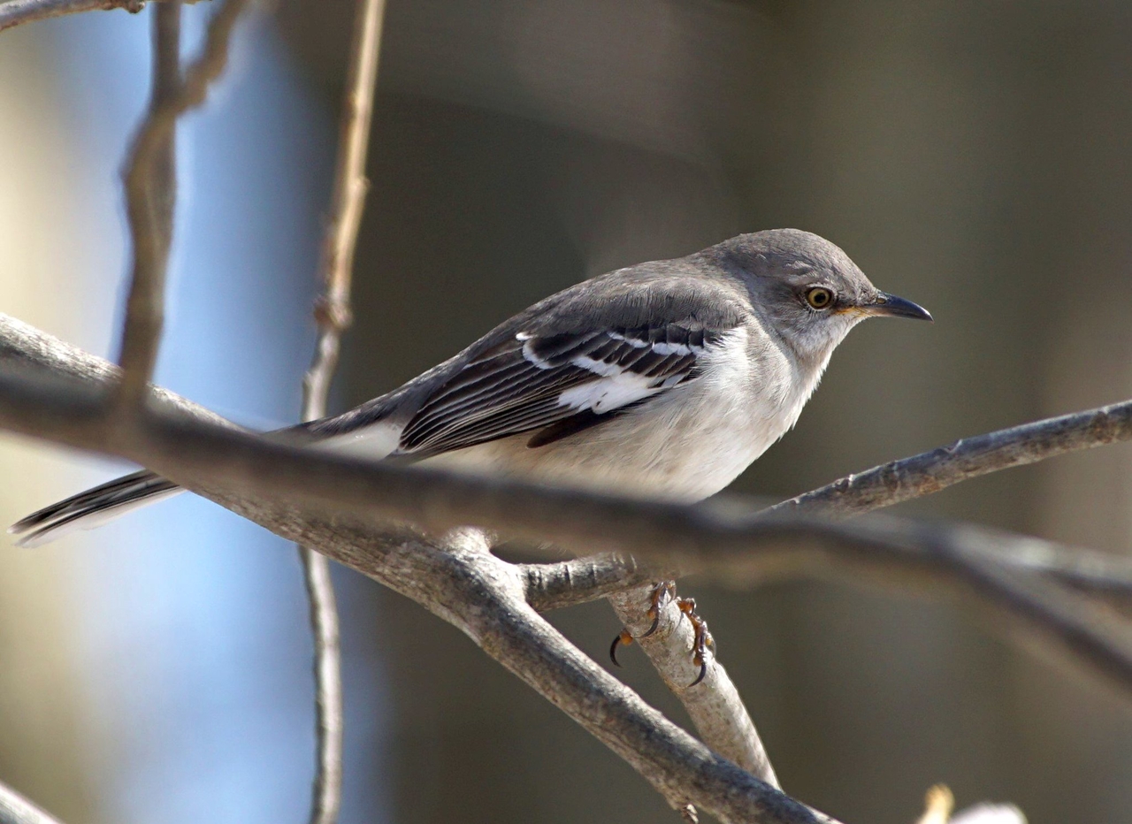 Chim nhại, Northern mockingbird, chim biết bắt chước, chim hót, chim Mỹ