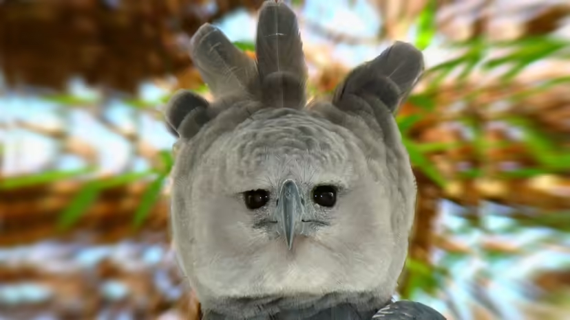 Harpy Eagle, đại bàng Harpy, đại bàng lớn nhất thế giới, chim săn mồi nhiệt đới
